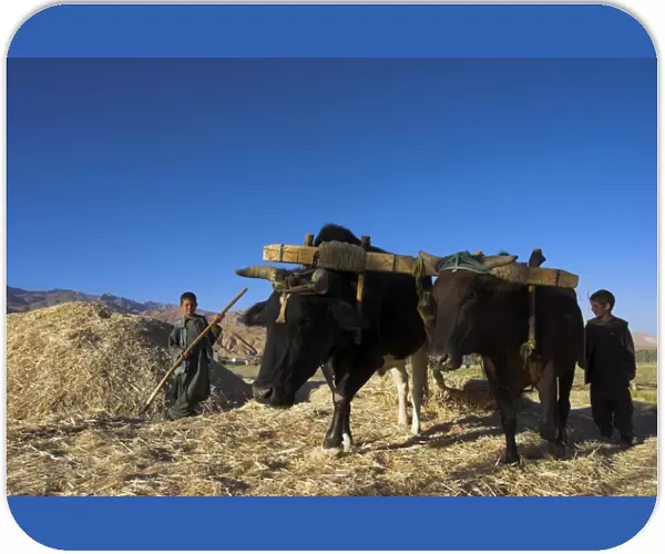 Boys threshing with oxen, Bamiyan, Bamiyan Province, Afghanistan, Asia