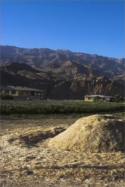 Boy threshing with oxen, Bamiyan Province, Afghanistan, Asia