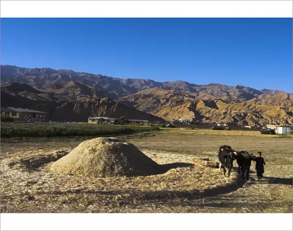 Boy threshing with oxen, Bamiyan Province, Afghanistan, Asia