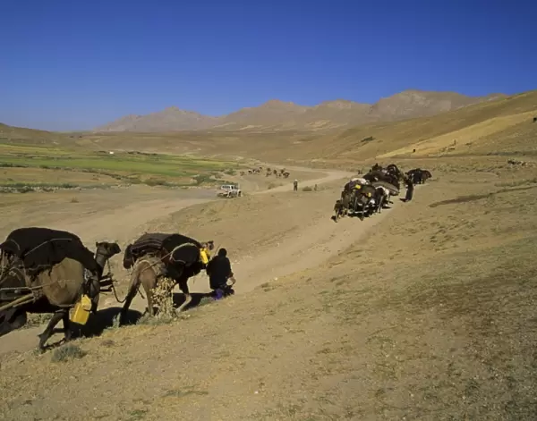 Kuchie camel train, between Chakhcharan and Djam, Afghanistan, Asia