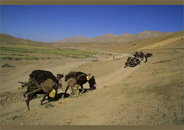 Kuchie camel train, between Chakhcharan and Djam, Afghanistan, Asia