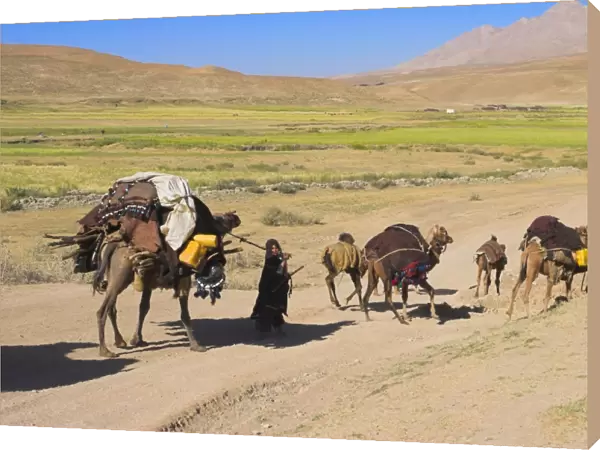 Kuchie nomad camel train, between Chakhcharan and Jam, Afghanistan, Asia