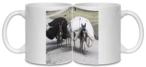 Laden donkeys, Pal-Kotal-i-Guk, between Chakhcharan and Jam, Afghanistan, Asia