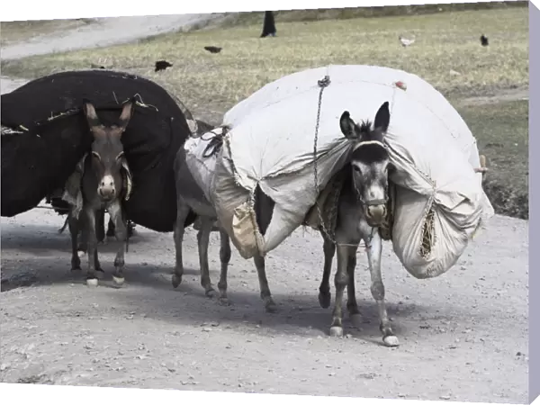 Laden donkeys, Pal-Kotal-i-Guk, between Chakhcharan and Jam, Afghanistan, Asia