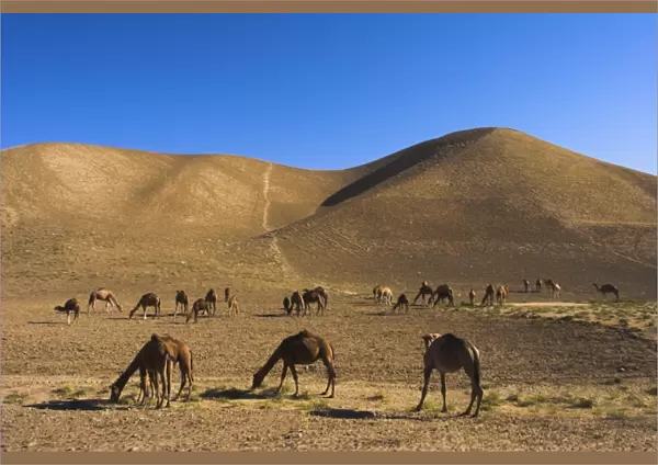 Camels, between Herat and Maimana (after Bala Murghah), Afghanistan, Asia