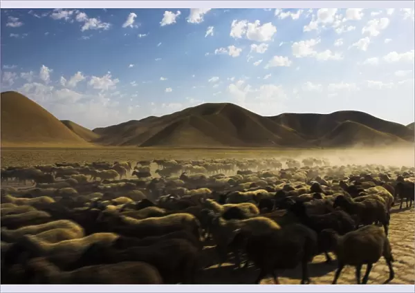 Flock of sheep between Maimana and Mazar-I-Sharif, Afghanistan, Asia