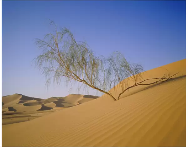 Sahara Desert, Algeria, North Africa, Africa