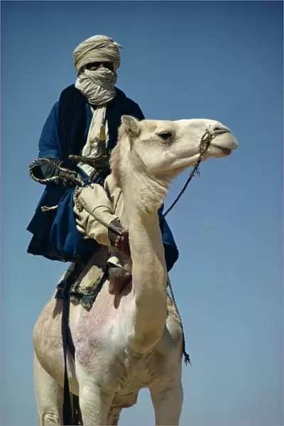 Camel and rider, Sahara Desert, Algeria, Africa