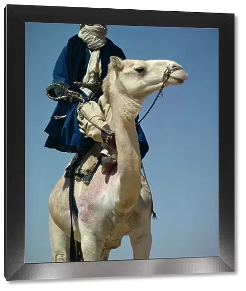 Camel and rider, Sahara Desert, Algeria, Africa