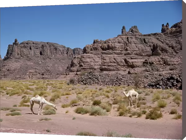 Camels, near the edge of the Fadnoun Plateau, Sahara Desert, Algeria, North Africa