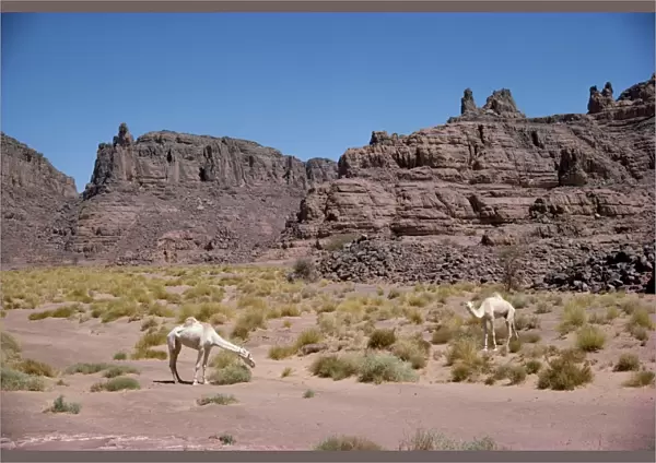 Camels, near the edge of the Fadnoun Plateau, Sahara Desert, Algeria, North Africa