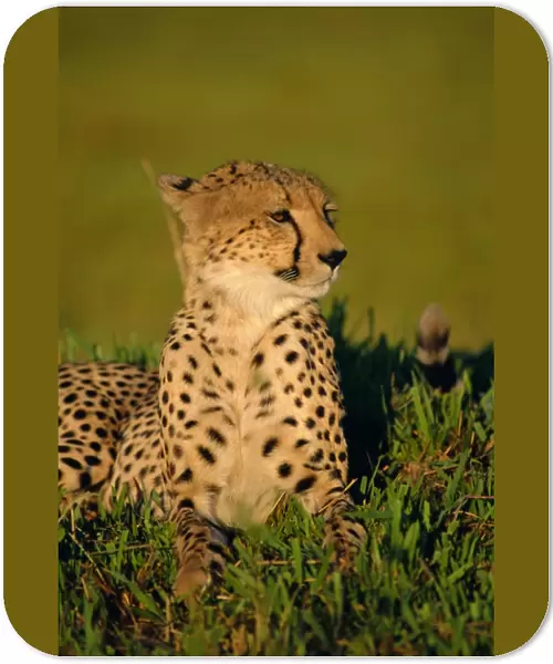 Portrait of a Cheetah (Acinonyx jubatus), Okavango Delta, Botswana
