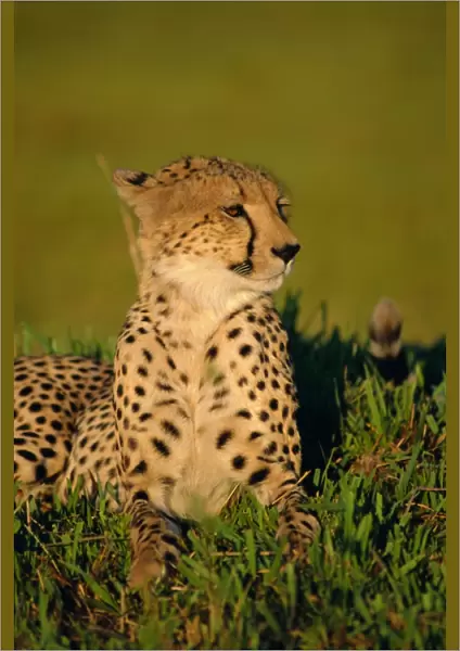 Portrait of a Cheetah (Acinonyx jubatus), Okavango Delta, Botswana
