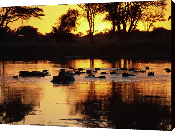 Tranquil scene of a group of hippopotamus (Hippopotamus amphibius) in water at sunset