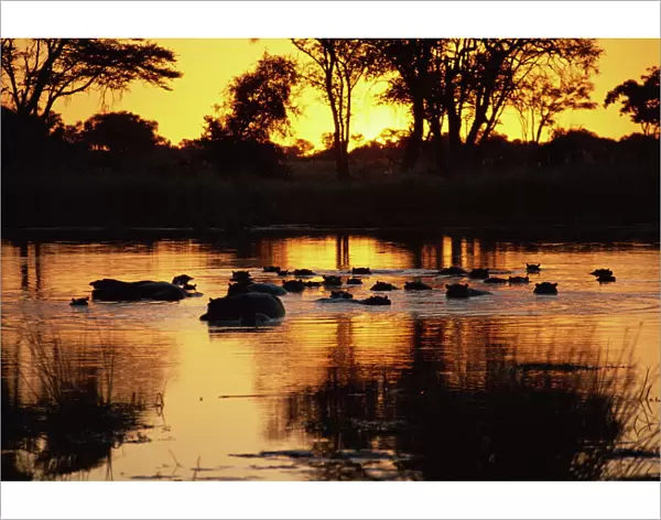 Tranquil scene of a group of hippopotamus (Hippopotamus amphibius) in water at sunset