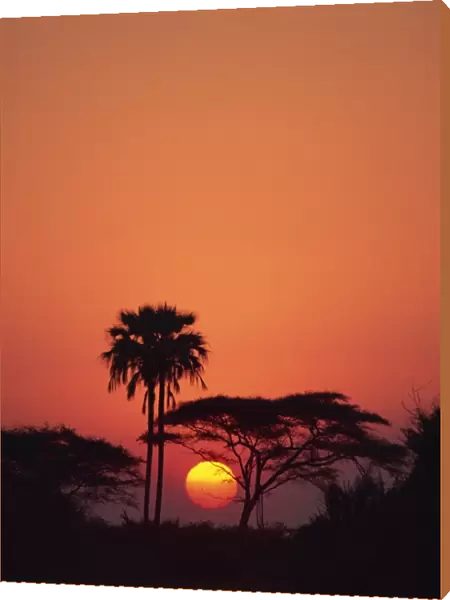 Tranquil scene of trees silhouetted against the sun at sunset, Okavango Delta