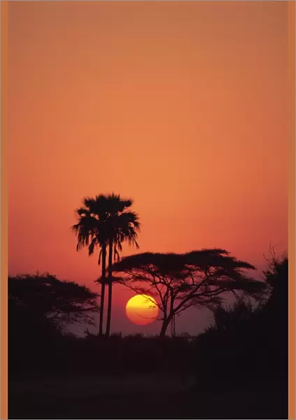 Tranquil scene of trees silhouetted against the sun at sunset, Okavango Delta