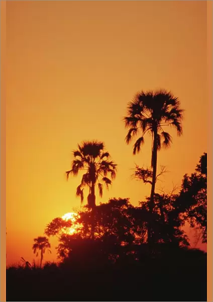 Sunset, Okavango Delta, Botswana, Africa