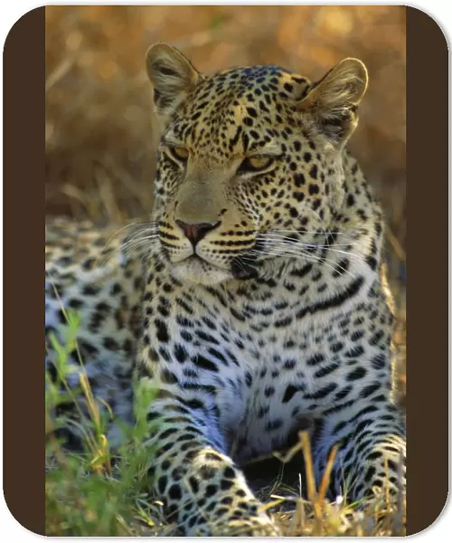 Portrait of a Leopard (Panthera pardus), Okavango Delta, Botswana