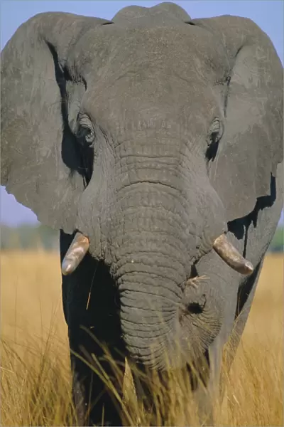 African elephant (Loxodonta africana), Okavango Delta, Botswana, Africa
