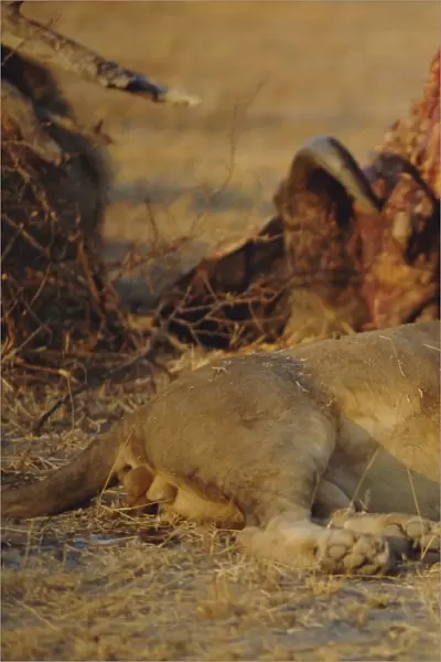 Lion (Panthera leo), Okavango Delta, Botswana, Africa