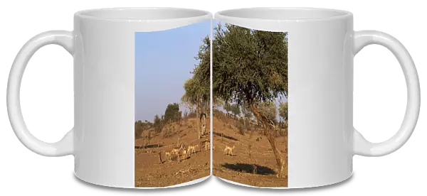 Impala (Aepyceros melampus) and Chacma baboon (Papio ursinus), Mashatu Game Reserve
