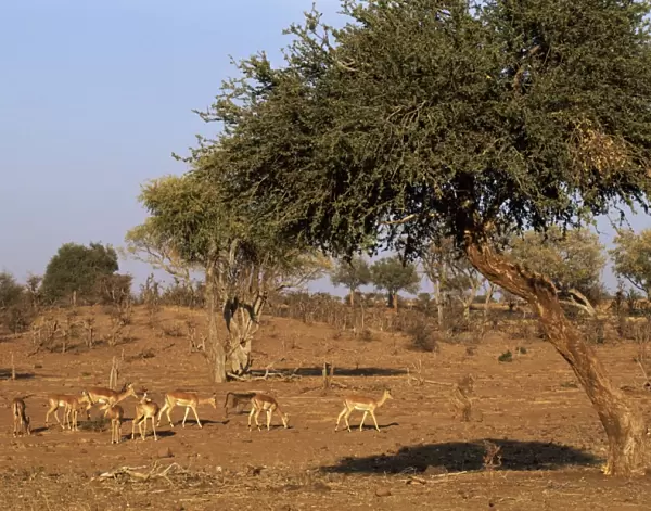 Impala (Aepyceros melampus) and Chacma baboon (Papio ursinus), Mashatu Game Reserve