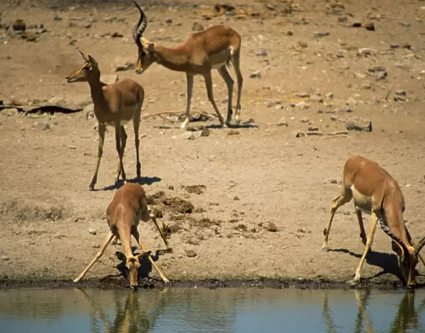 Impala (Aepyceros melampus) drinking, Mashatu Game Reserve, Botswana, Africa