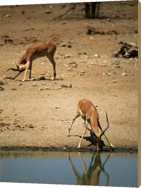 Impala (Aepyceros melampus) drinking, Mashatu Game Reserve, Botswana, Africa