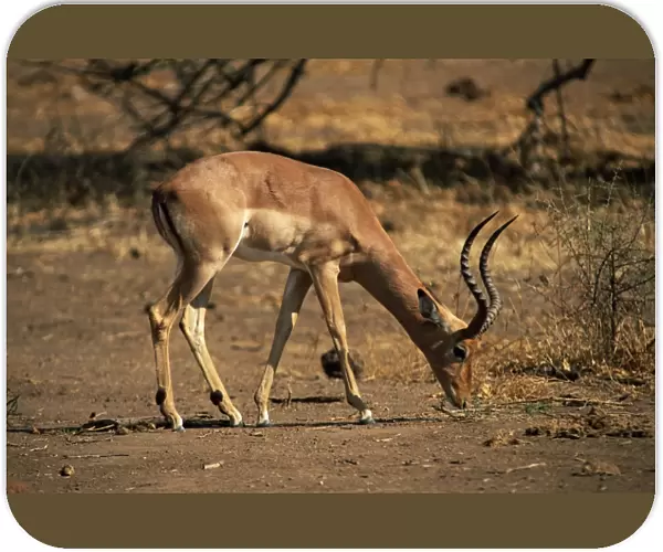 Impala (Aepyceros melampus), Mashatu Game Reserve, Botswana, Africa