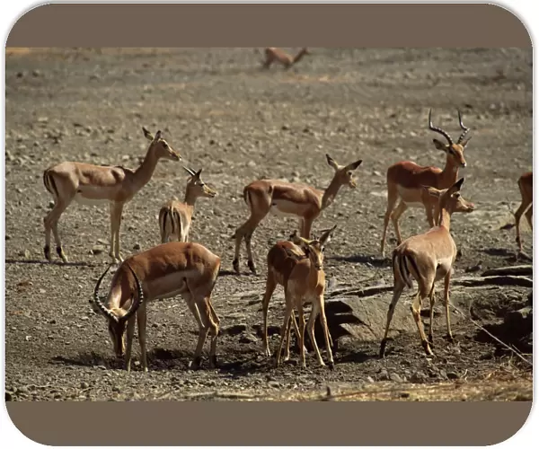 Impala (Aepyceros melampus), Mashatu Game Reserve, Botswana, Africa