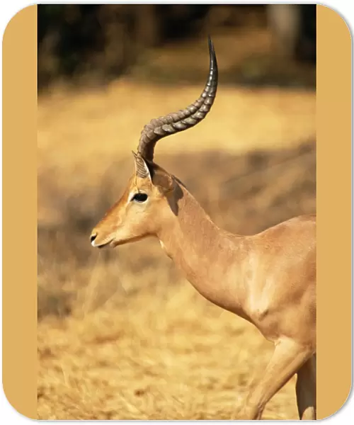 Close-up of an impala (Aepyceros melampus), Mashatu Game Reserve, Botswana, Africa
