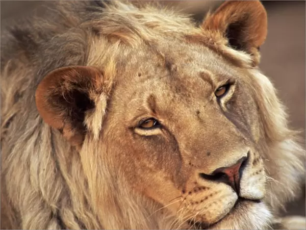 Close-up of a lion (Panthera leo), Mashatu Game Reserve, Botswana, Africa