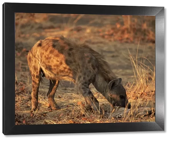 Spotted hyena (Crocuta crocuta), Mashatu Game Reserve, Botswana, Africa
