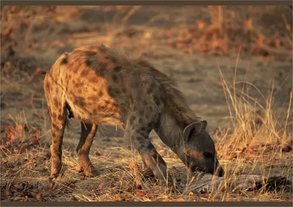 Spotted hyena (Crocuta crocuta), Mashatu Game Reserve, Botswana, Africa