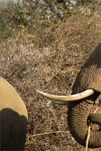 African elephant (Loxodonta africana), Mashatu Game Reserve, Botswana, Africa