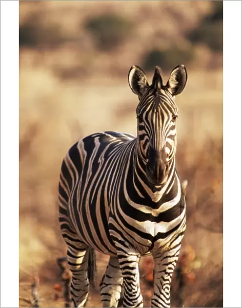 Burchells zebra (Equus burchelli), Mashatu Game Reserve, Botswana, Africa