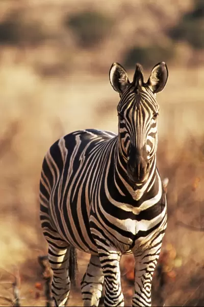 Burchells zebra (Equus burchelli), Mashatu Game Reserve, Botswana, Africa
