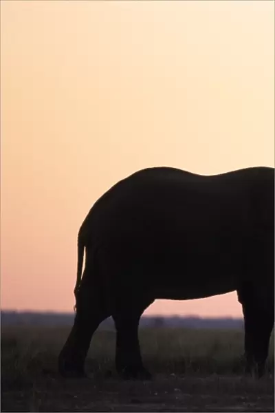 African Elephant, (Loxodonta africana), Chobe River, Chobe National Park, Botswana