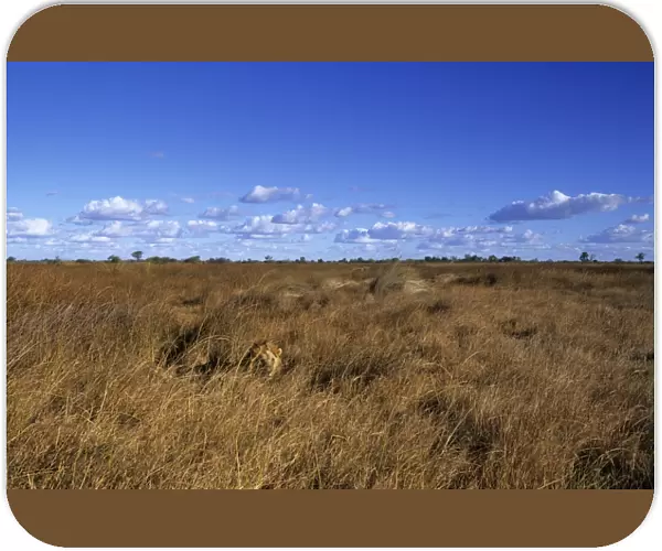 Lion, (Panthera leo), Savuti, Chobe National Park, Botswana