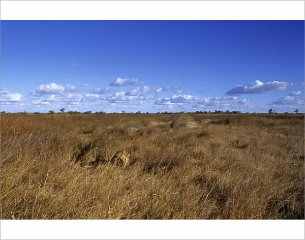 Lion, (Panthera leo), Savuti, Chobe National Park, Botswana