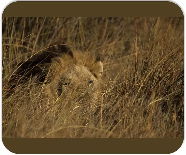 Lion, Panthera leo, Moremi Wildlife Reserve, Botswana, Africa