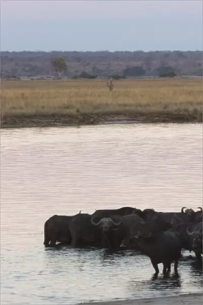 African buffalos, Syncerus caffer, Chobe River, Chobe National Park, Botswana, Africa