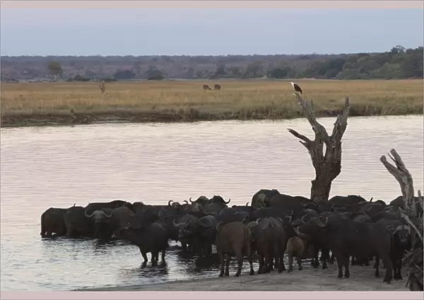 African buffalos, Syncerus caffer, Chobe River, Chobe National Park, Botswana, Africa