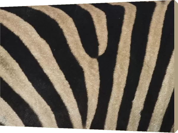 Plains zebra, Burchells zebra, Equus burchellii, Khwai River, Botswana, Africa