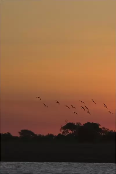 Sunset over Chobe River, Chobe National Park, Botswana, Africa
