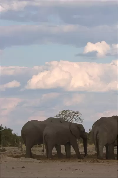 African elephant, Loxodonta africana, Savuti, Chobe National Park, Botswana, Africa