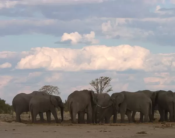 African elephant, Loxodonta africana, Savuti, Chobe National Park, Botswana, Africa