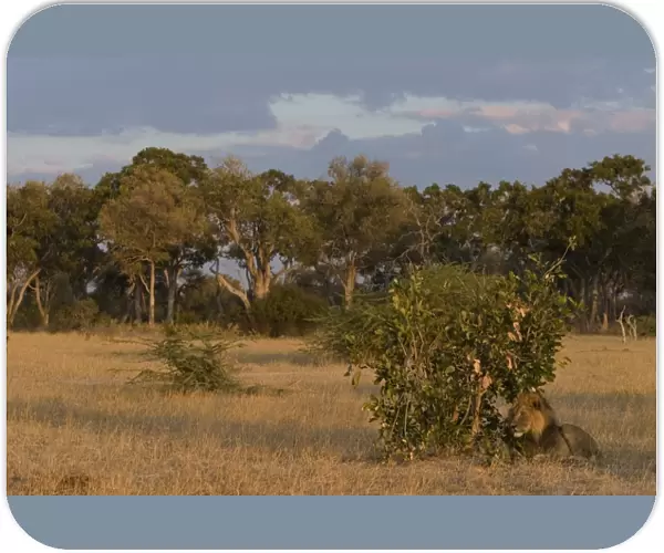 Lion, Panthera leo, Chobe National Park, Savuti, Botswana, Africa