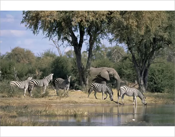 Elephant and zebras at the Khwai river, Moremi Wildlife Reserve, Botswana, Africa